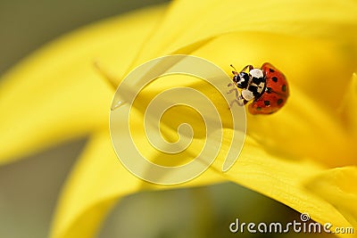 Ladybug on sunflower petal Stock Photo