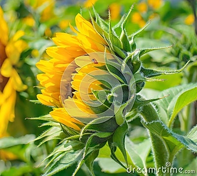 Ladybug on sunflower Stock Photo