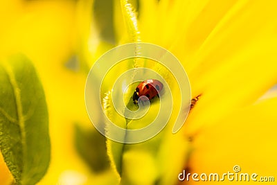 Ladybug on sunflower, summer time, beetle time, postcard Stock Photo