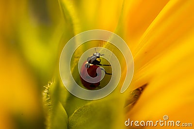 Ladybug on sunflower, summer time, beetle time, postcard Stock Photo