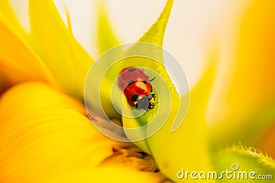 Ladybug on sunflower, summer time, beetle time, postcard Stock Photo