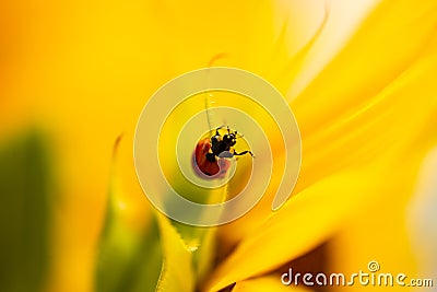 Ladybug on sunflower, summer time, beetle time, postcard Stock Photo