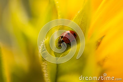 Ladybug on sunflower, summer time, beetle time, postcard Stock Photo