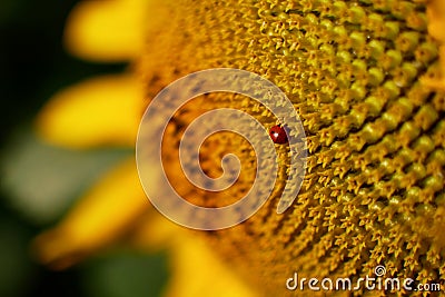 Ladybug on a Sunflower Stock Photo