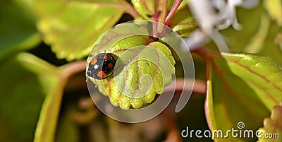 A ladybug on Swedish ivy, Plectranthus verticillatus Stock Photo