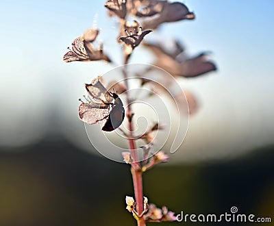 A ladybug on Swedish ivy, Plectranthus verticillatus Stock Photo