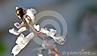 A ladybug on Swedish ivy, Plectranthus verticillatus Stock Photo