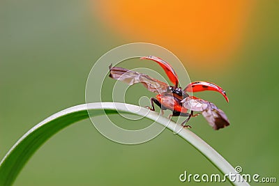 Ladybug take-off from culm Stock Photo