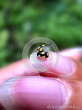 The ladybug take off from a woman`s hand Stock Photo