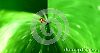 The ladybug thinks she has found her lost black dot Stock Photo