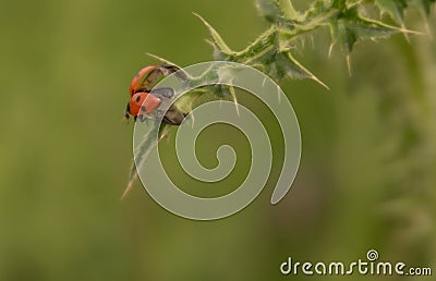 Ladybug on a thorn spreading wings to fly Stock Photo