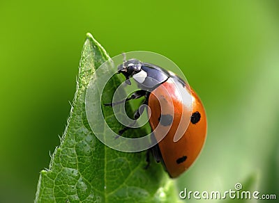 Ladybug on top Stock Photo