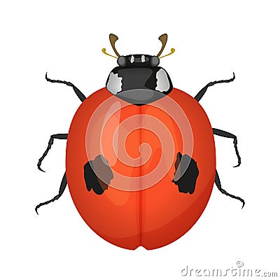 Ladybug, top view of ladybird beetle with black dots on red wings Vector Illustration
