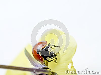 Ladybug on a violae flower Stock Photo