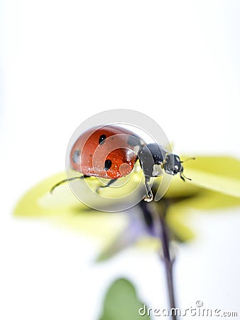 Ladybug on a violae flower Stock Photo