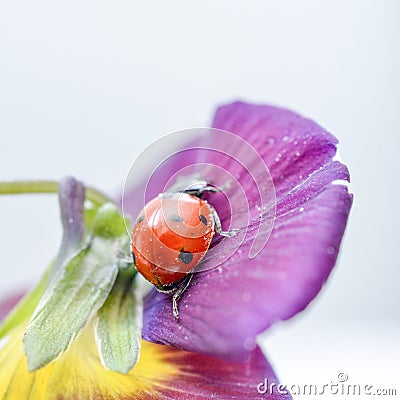 Ladybug on a violae flower Stock Photo