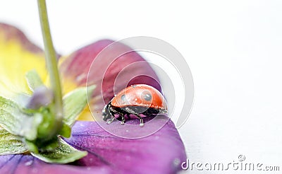 Ladybug on a violae flower Stock Photo