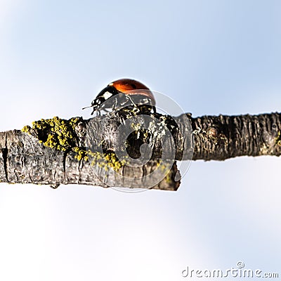 Ladybug walking on tree branch. Red insect with black dots on blue white background. Microphotography Stock Photo