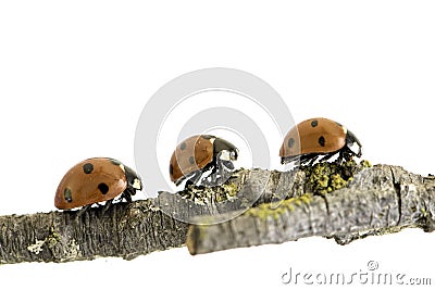 Ladybug walking on tree branch. Red insect with black dots on white background. Microphotography Stock Photo