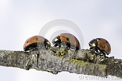 Ladybug walking on tree branch. Red insect with black dots on white background. Microphotography Stock Photo