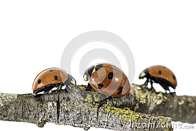 Ladybug walking on tree branch. Red insect with black dots on white background. Microphotography Stock Photo