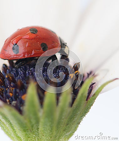 Ladybug on white and purple flower. Red insect with black dots. Microphotography Stock Photo