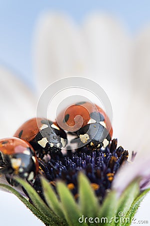 Ladybug on white and purple flower. Red insect with black dots. Microphotography Stock Photo