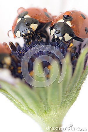 Ladybug on white and purple flower. Red insect with black dots. Microphotography Stock Photo