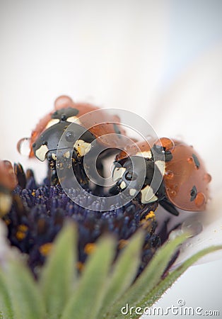 Ladybug on white and purple flower. Red insect with black dots. Microphotography Stock Photo