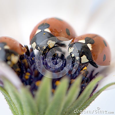 Ladybug on white and purple flower. Red insect with black dots. Microphotography Stock Photo