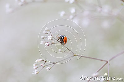 Ladybug on white small flower Gypsophila paniculata, baby's breath, common gypsophila, panicled baby's-breath Stock Photo