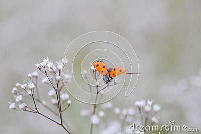 Ladybug on white small flower Gypsophila paniculata, baby's breath, common gypsophila, panicled baby's-breath Stock Photo