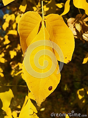 Ladybug at yellow autumn leaf Stock Photo