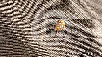 Ladybug yellow in nature in Siberia, Ladybug beetles. Calvia quatuordecimguttata. Stock Photo