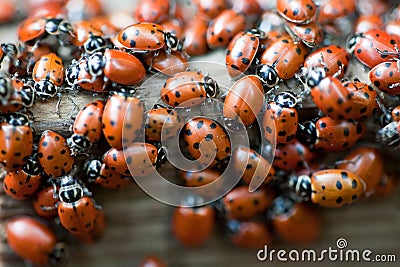 Ladybugs Stock Photo