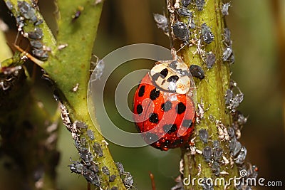 Ladybugs and Aphids, how to get rid of garden and greenhouse pests with lady beetles in Organic methods Stock Photo