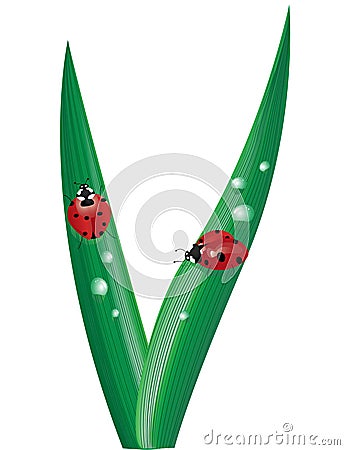 ladybugs on blades of grass Vector Illustration