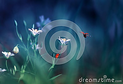 Ladybugs fly and crawl on a fabulous spring meadow with white little flowers Stock Photo