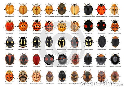 Ladybugs ladybird beetles Coleoptera: Coccinellidae Stock Photo