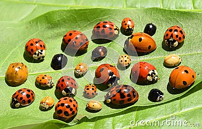 Ladybirds on green leaf Stock Photo