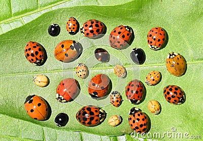 Ladybugs. Color biodiversity Stock Photo