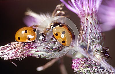 Ladybugs sit on thistle flowers Stock Photo
