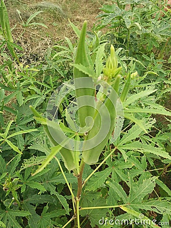 Ladyfingers Stock Photo