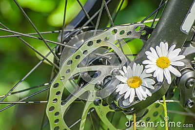 Ladys bicycle wheel and basket details with white daisy Stock Photo