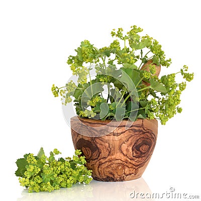 Ladys Mantle Herb Stock Photo