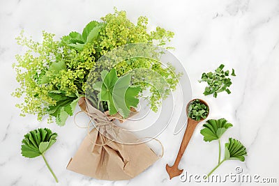 Ladys Mantle Herb Used in Alternative Herbal Medicine Stock Photo