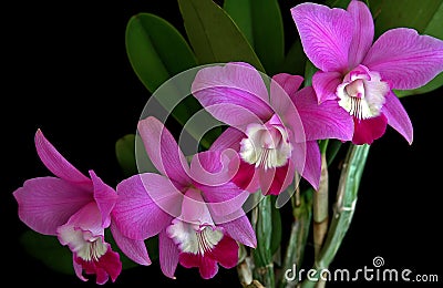 Laeliocattleya Orchid Stock Photo