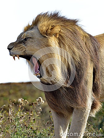 Roaring lion full of teeth Stock Photo