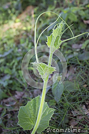 lagenaria siceraria plant leaves in bloom Stock Photo