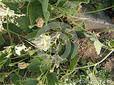 Lagenaria siceraria vine with flowers and young fruits, Bottle cultivar with nearly pyriform dark green spotted fruits Stock Photo